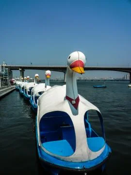Duck watercycle 스톡 사진