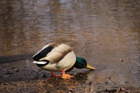Duck on the waterfront Stock Photos