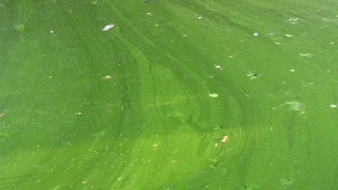 Duck Weed In Ponds Video stock 107594071