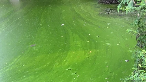 Duck Weed In Ponds Video stock 107594118