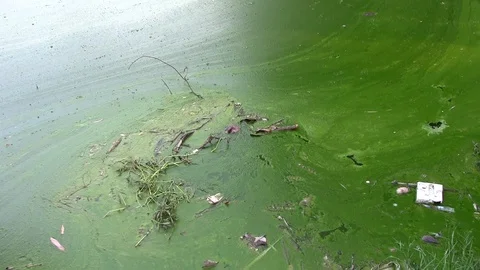Duck Weed In Ponds Video stock 107594610