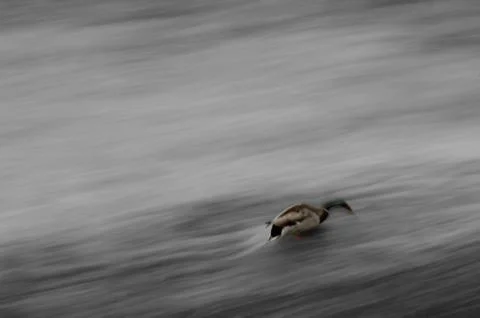 Duck on weir Stock Photos