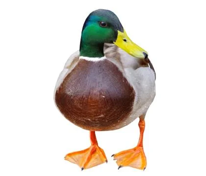 Duck on a white background Stock Photos