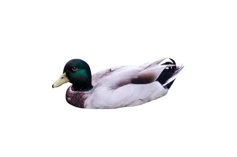 Duck white background Stock Photos