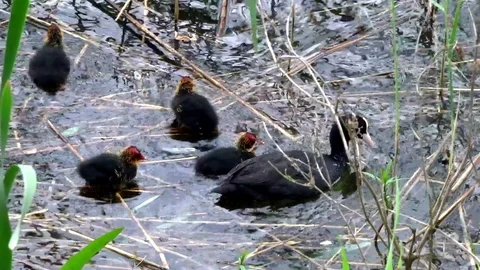 A duck with a white head . Coot. Stock Footage 90958739