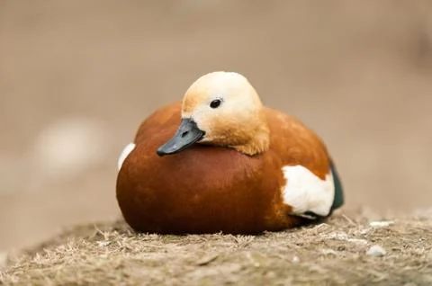 Duck white head Stock Photos