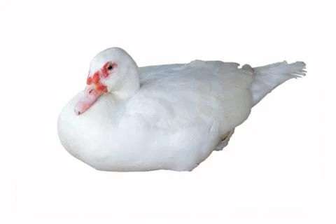 Duck white isolated on white Background Stock Photos