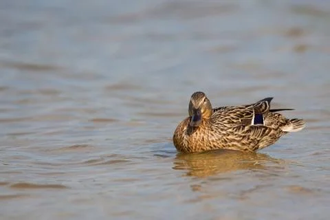 Duck in the wild Stock Photos