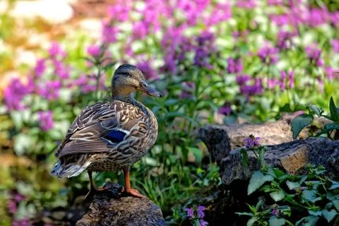 Duck in the wild Stock Photos