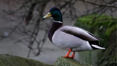Duck in the wild. 写真素材