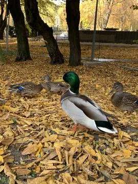 Duck in the wild Fotos de archivo