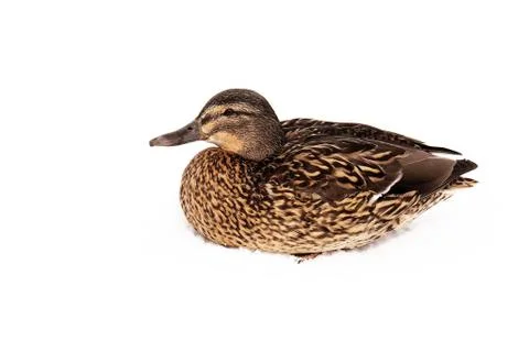 Duck wild in the snow. Stock Photos