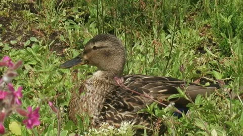 Duck - wilde eend - mallard - anas platyrhynchos sitting in a swamp 03i Stock Footage 11175952