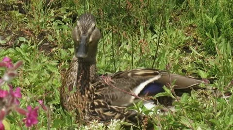 Duck - wilde eend - mallard - anas platyrhynchos sitting in a swamp 02p Stock Footage 11175958