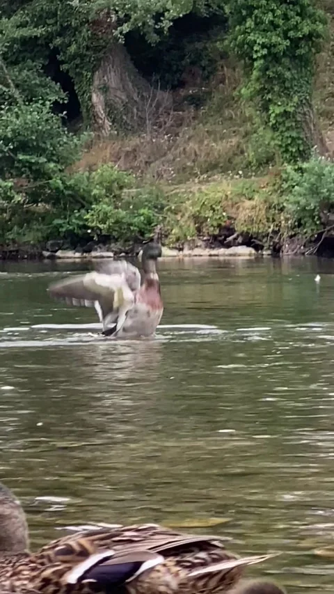 Duck Wings Video stock 171248542