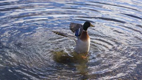 Duck with Wings outstretched Foto stock