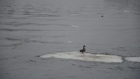 Duck in winter Stock Footage 102780463