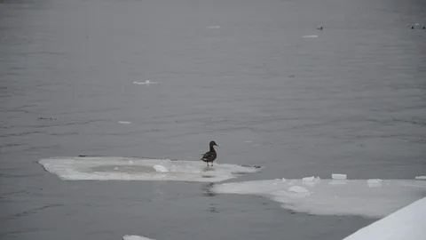 Duck in winter Stock Footage 102781356