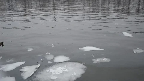 Duck in winter Stock Footage 102887170