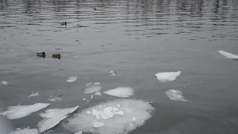 Duck in winter Stock Footage 102890390