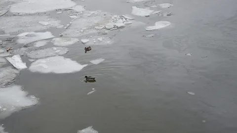 Duck in winter Stock Footage 103093834