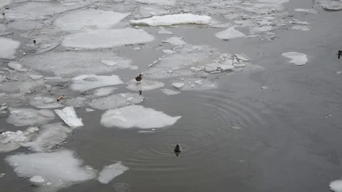 Duck in winter Video stock 103096407