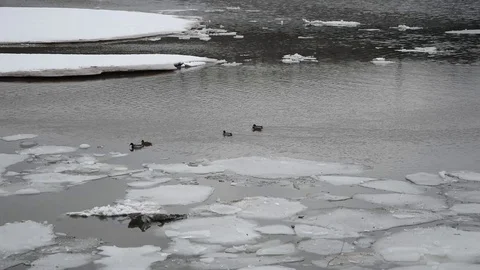 Duck in winter Stock Footage 103217741