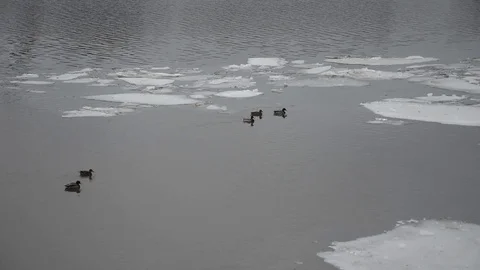 Duck in winter Stock Footage 103217923