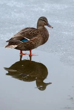 Duck in winter. Stock Photos
