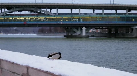 Duck on a winter promenade Stock Footage 46835868