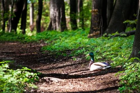 Duck in the woods Foto stock