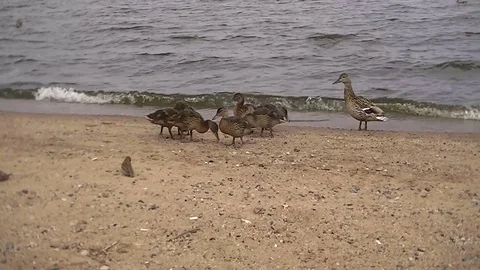 Duck with young ducklings 스톡 동영상 77198385