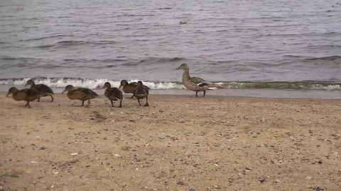 Duck with young ducklings Stock Footage 77198394