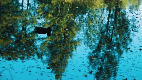 Duck in Zen lake with reflection Stock Footage 122162673