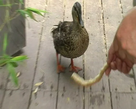 Duck in zoo Stock Footage 310001