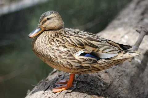 Duck at the zoo. Stock Photos
