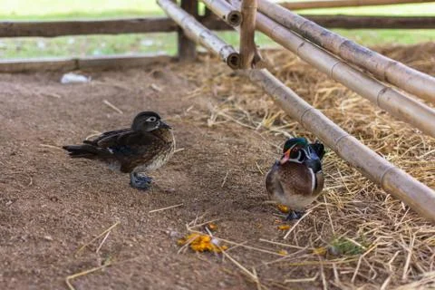 Duck in the zoo Foto stock
