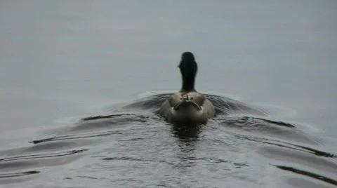 Duck01 Stock Footage 99283