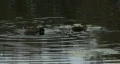 Duck03 HD Footage