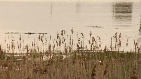 Duck1  Stock Footage 176128