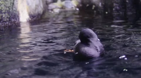 Duck1 Video stock 10874523