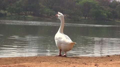 Duck1 Stock Footage 137530266