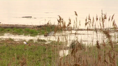 Duck2 Stock Footage 175919