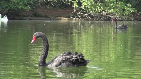 Duck2 Stock Footage 137530537