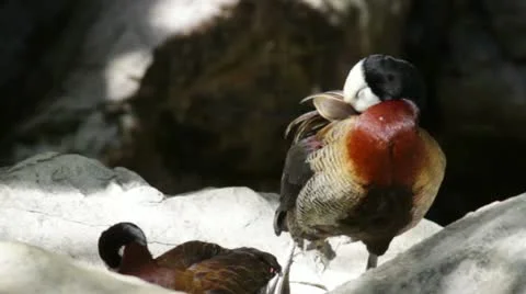 Duck3 Stock Footage 10881587