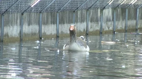 Duck3 Stock Footage 137531695