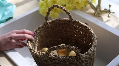 Duck3 Vidéo 154772452