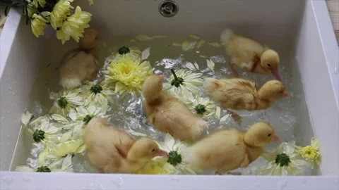 Duck6 Vidéo 154772599