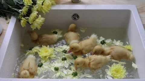 Duck7 Vidéo 154772648