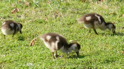 Duckbills eat in a meadow Stock Footage 117357198
